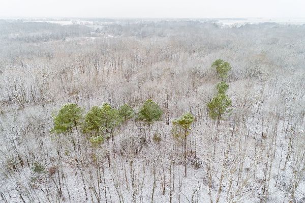 Day, Richard and Susan 아티스트의 Aerial view of a fresh snow over the forest-Marion County-Illinois작품입니다.